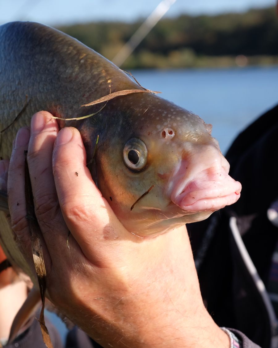 Angler holding a freshwater catch beside a lake