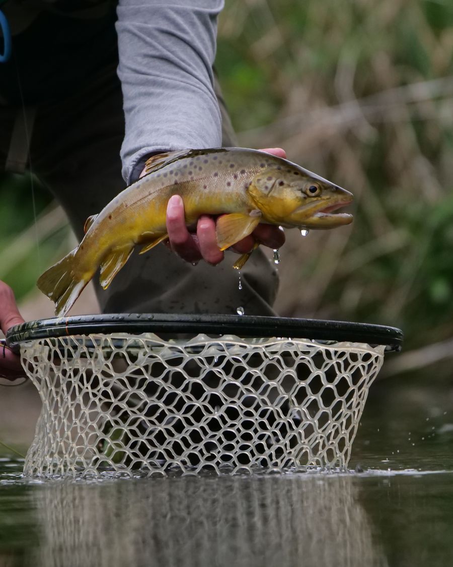 Brown trout held over a landing net in a stream